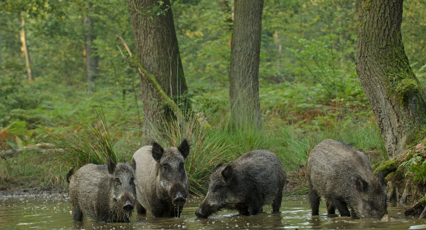 Wilde zwijnen in de Leuvenumse Bossen