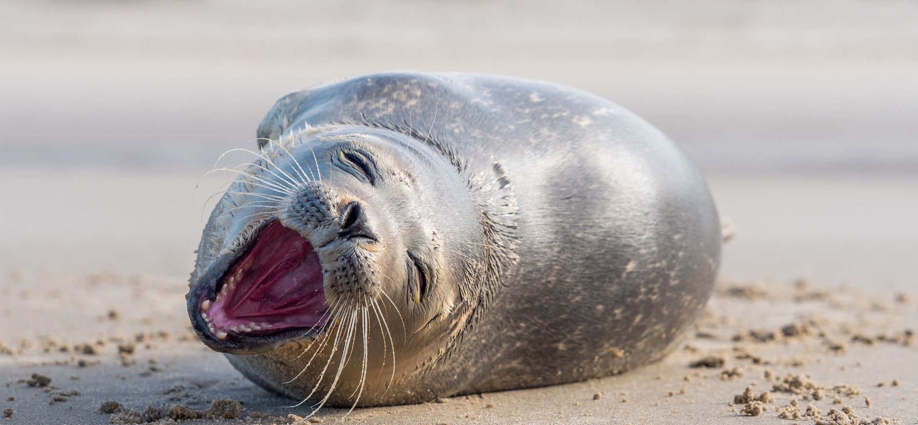 Zeehond op strand