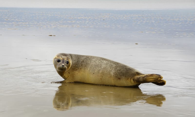 Zeehond