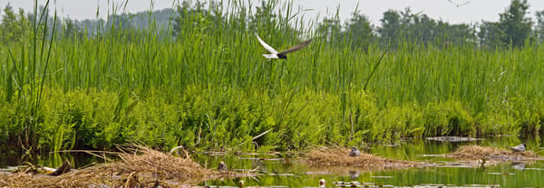 Zwarte Water