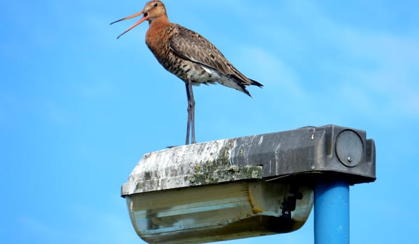 Grutto op paal, natuur bij de stad