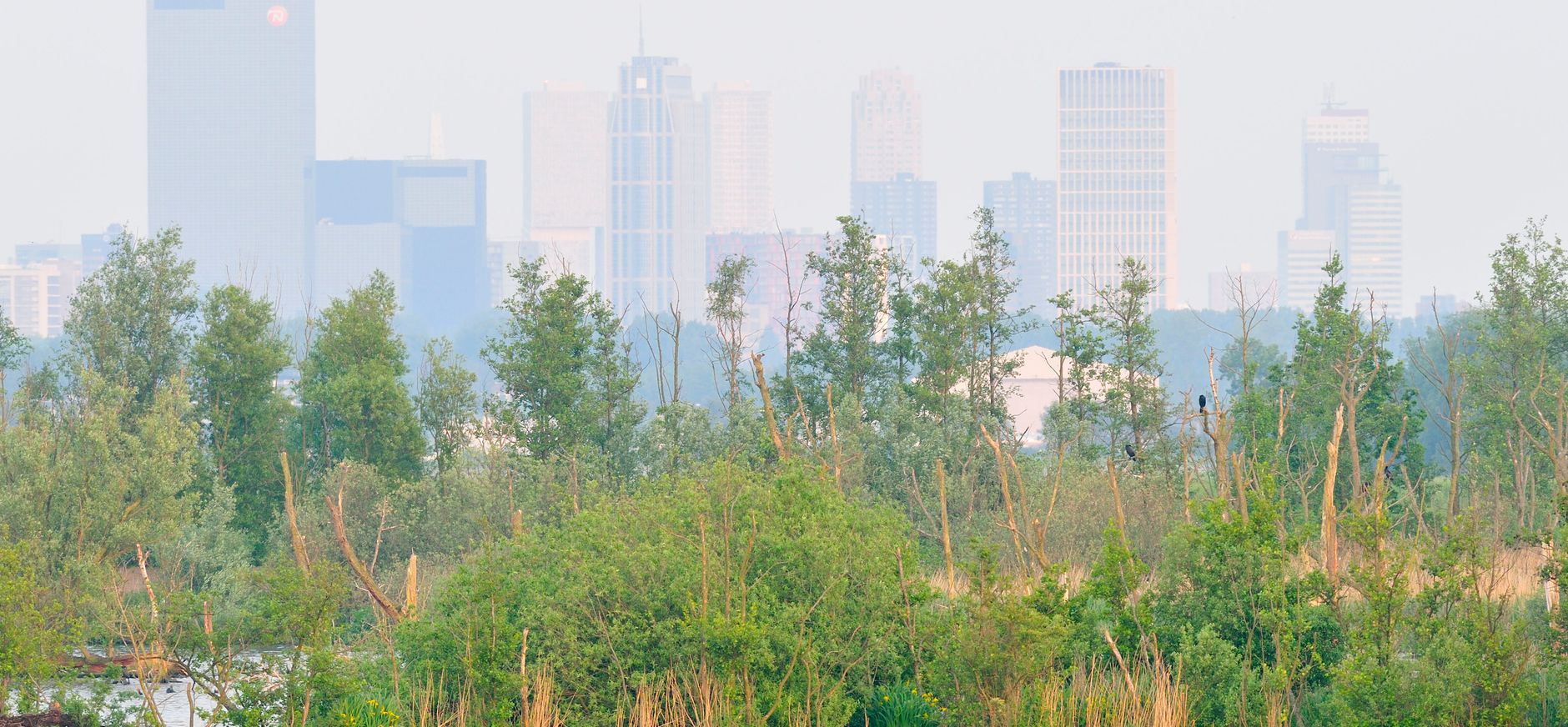 Ackerdijkse Plassen met uizicht op Rotterdam
