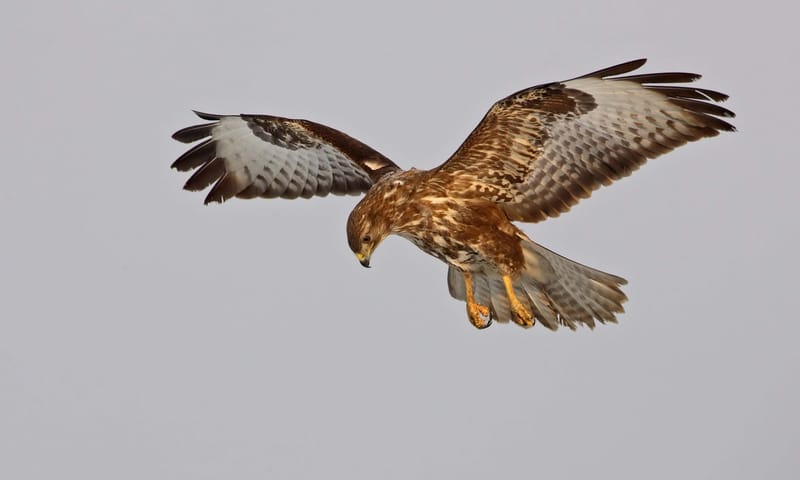 Buizerd