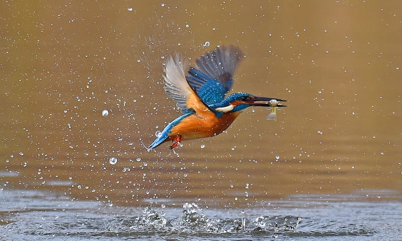 IJsvogel met visje