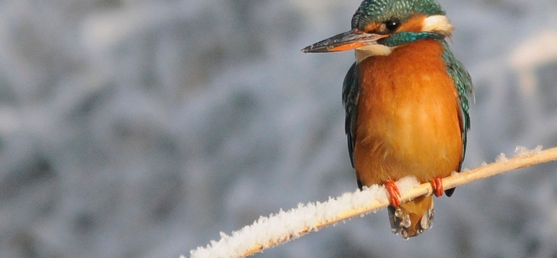 IJsvogel in winter
