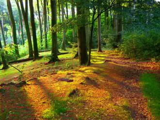 Wandelroute Imstenraderbos, bij Heerlen (geel)