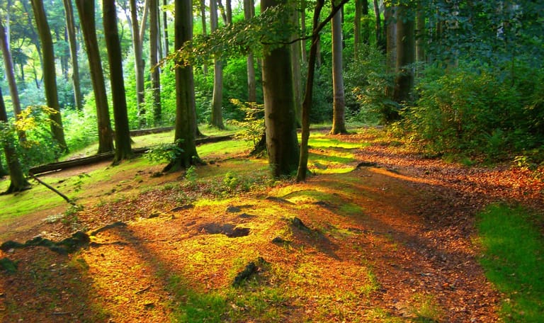 Wandelroute Imstenraderbos, bij Heerlen (geel)
