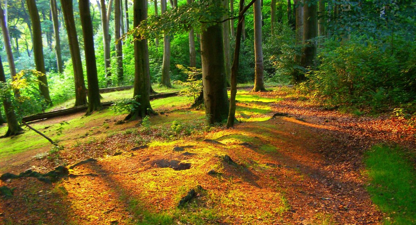 Wandelroute Imstenraderbos, bij Heerlen (geel)