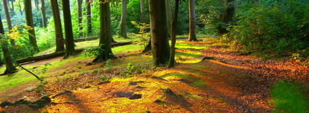 Wandelroute Imstenraderbos, bij Heerlen (geel)