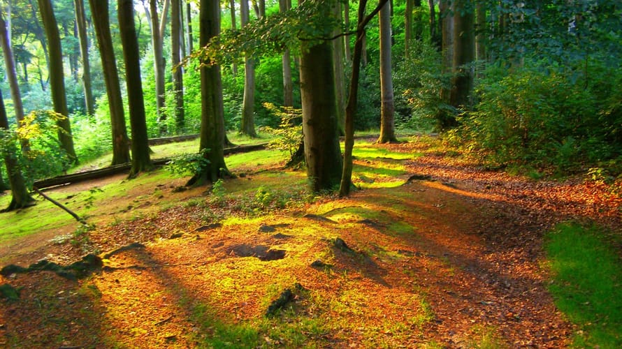 Wandelroute Imstenraderbos, bij Heerlen (geel)