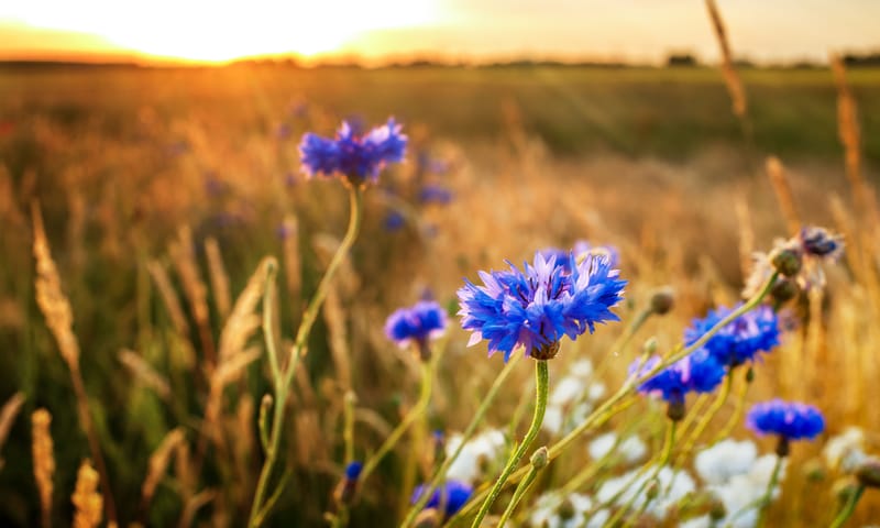 Korenbloemen