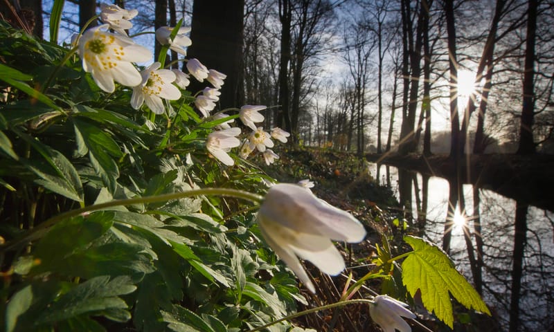 Bosanemonen op Voorstonden Bosanemonen op Voorstonden