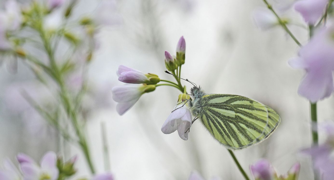Klein geaderd witje op pinksterbloem