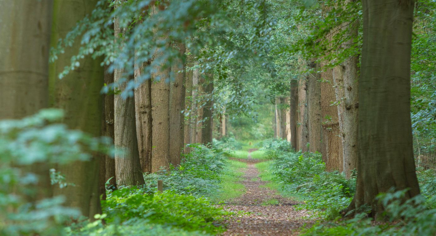 zandpad door bos Hiemstrastate