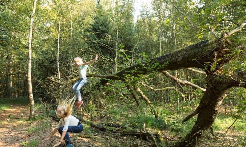 Kinderen in bos Hiemstrastate