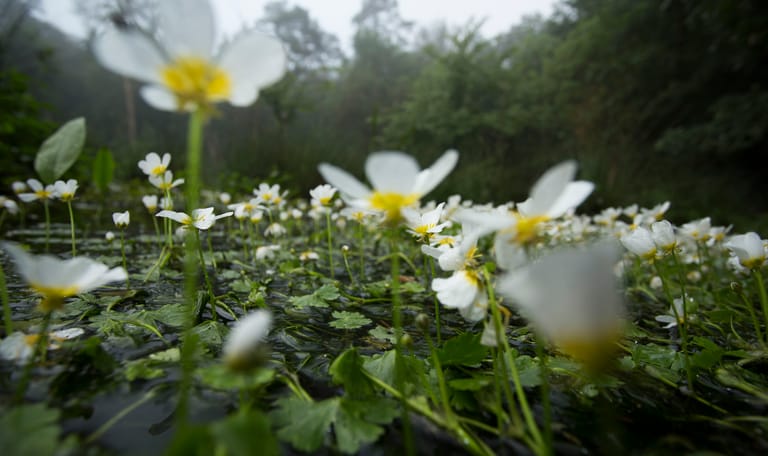 Waterranonkel in de Leuvenumse beek
