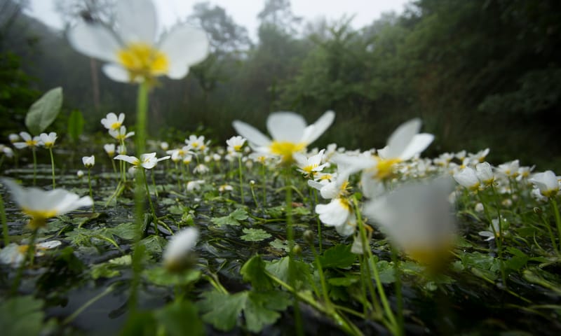 Waterranonkel in de Leuvenumse beek