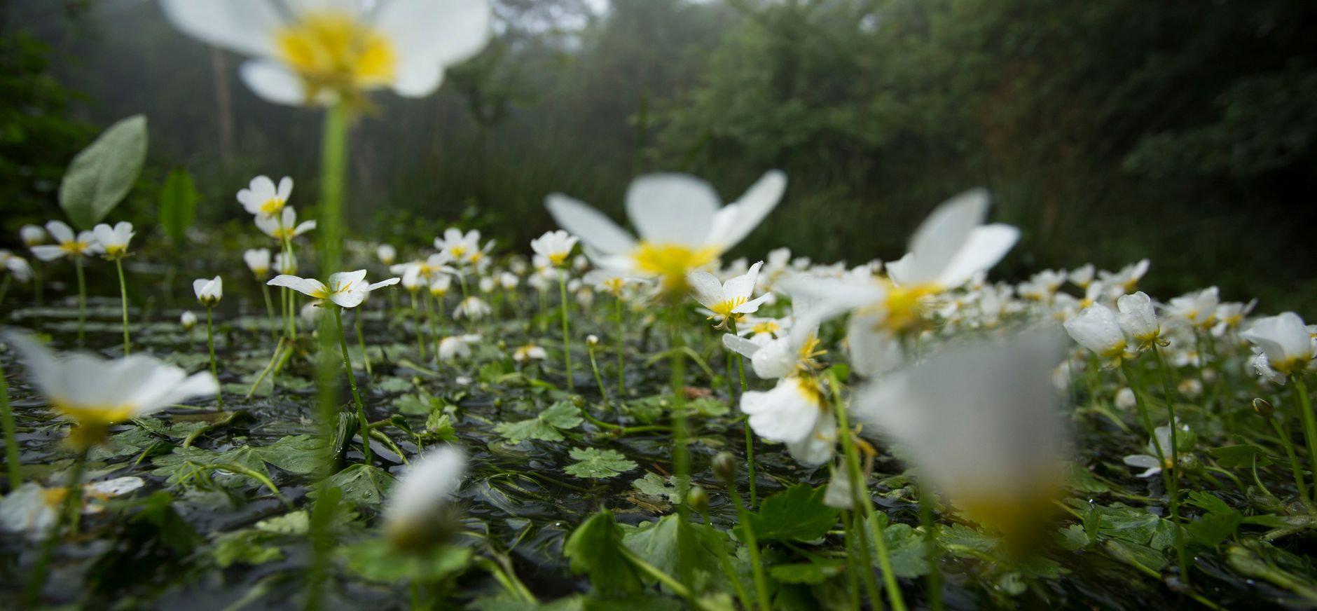 Waterranonkel in de Leuvenumse beek