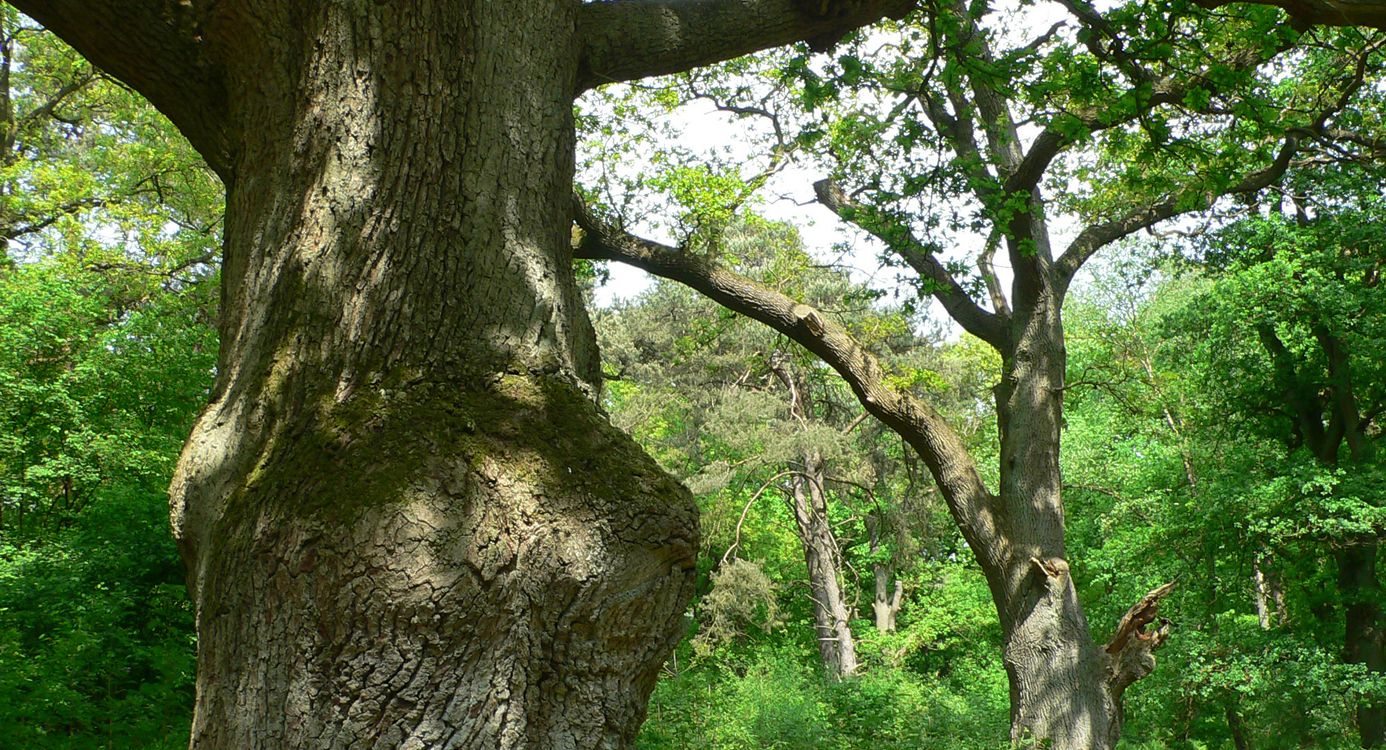 Wodanseik in Wolfheze