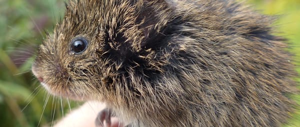 Noordse Woelmuis op Tiengemeten