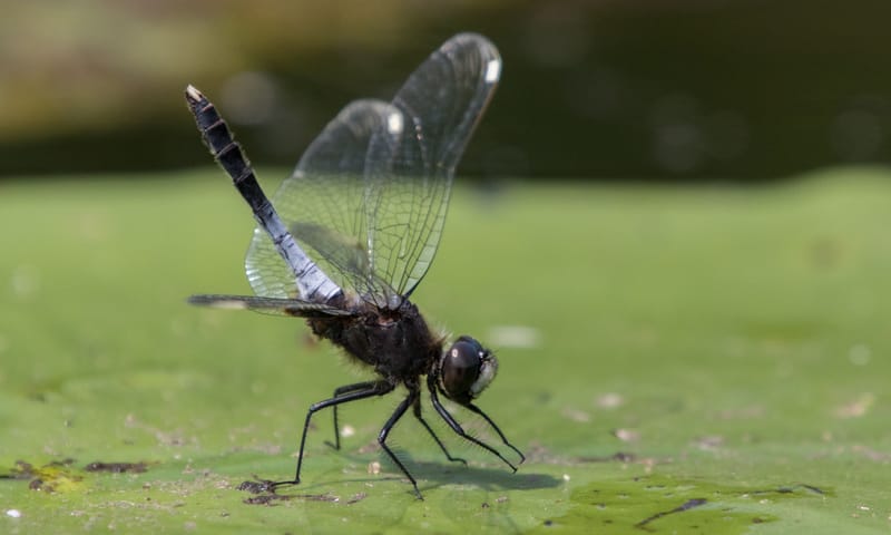 Sierlijke witsnuitlibel