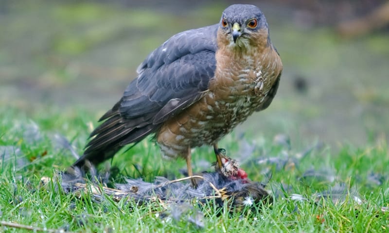 Sperwer de Wieden