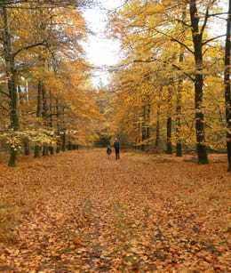 Stippelberg