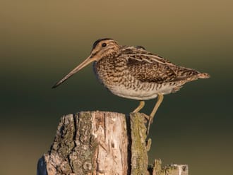 Watersnip 