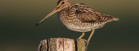 Watersnip 