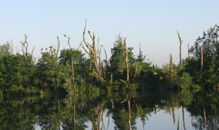 Aalscholverkolonie Ackerdijkse Plassen