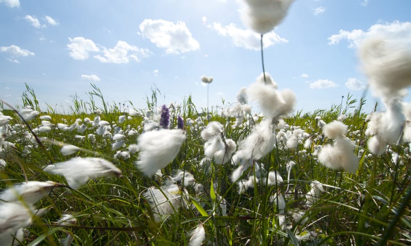 Vlietlanden veenpluis