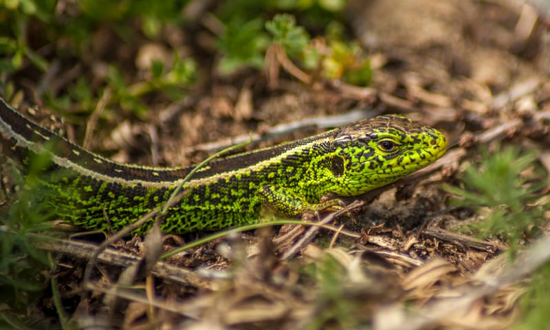 Zandhagedis