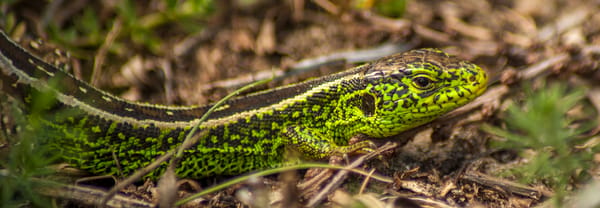 Zandhagedis