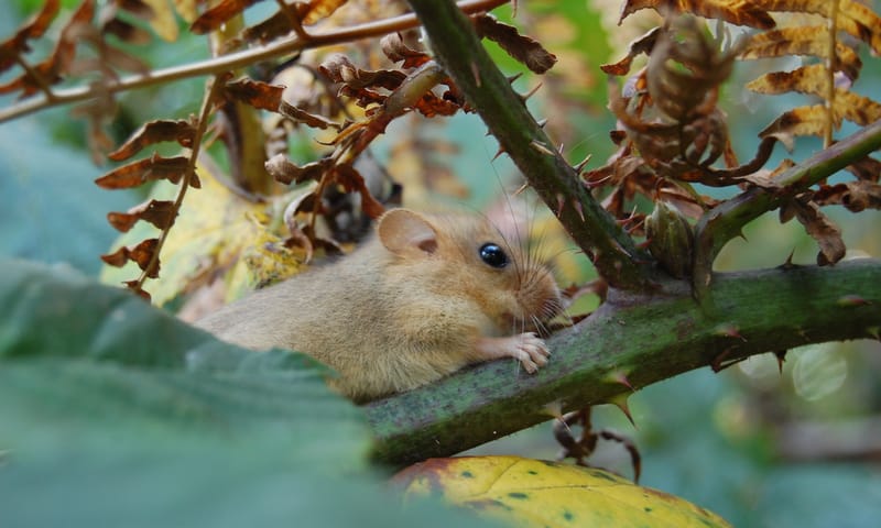 hazelmuis