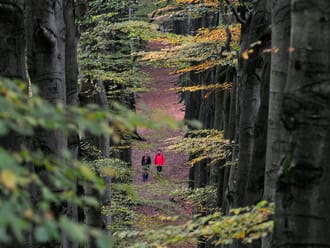 NS-wandeling Veluwezoom herfst