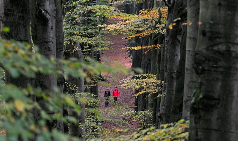 NS-wandeling Veluwezoom herfst