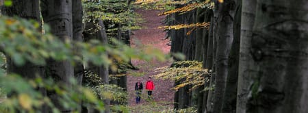 NS-wandeling Veluwezoom herfst