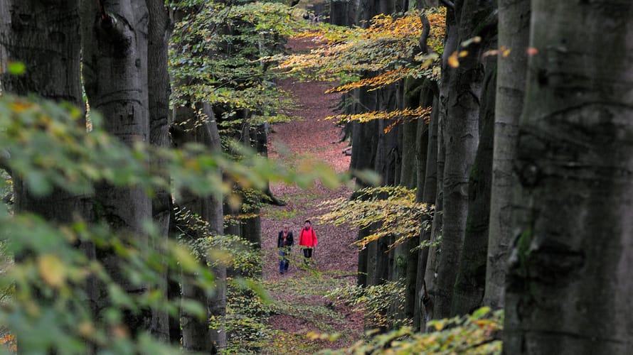 NS-wandeling Veluwezoom herfst