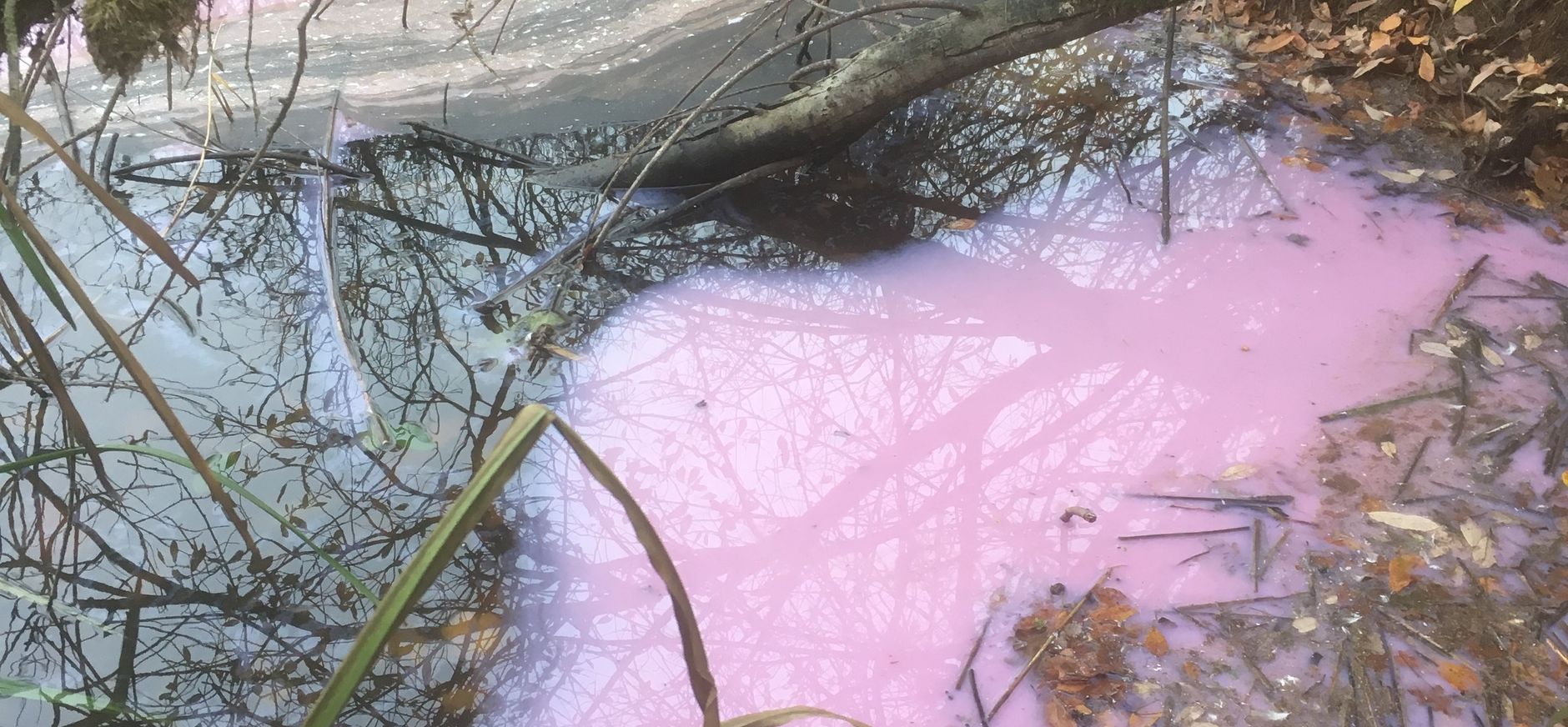 purperbacterie