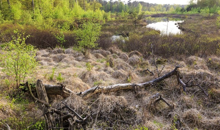 vergrassing door stikstof