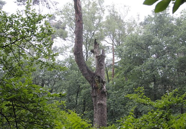 Oudste grove den