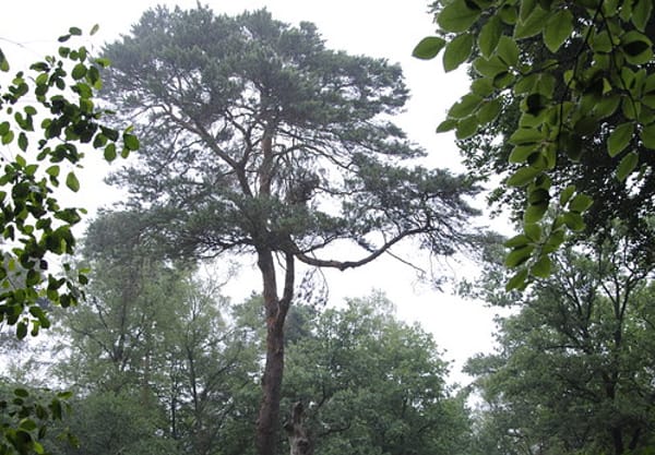 Oudste grove den