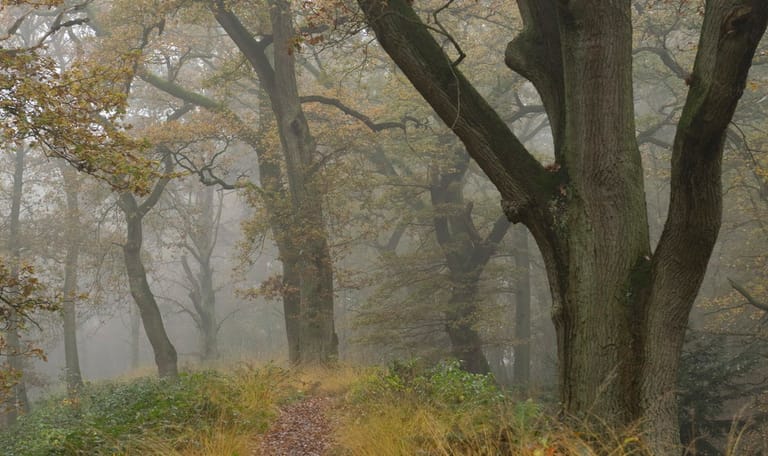 Rondwandeling Wolfheze