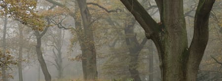 Rondwandeling Wolfheze