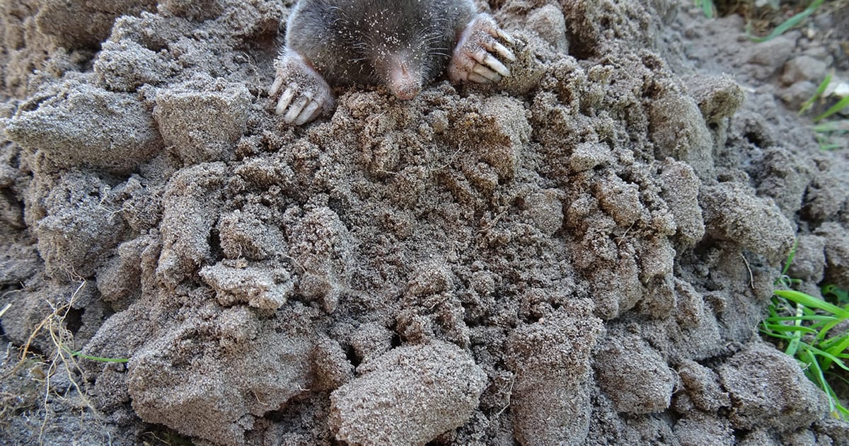Molshoop voelen? | Natuurmonumenten