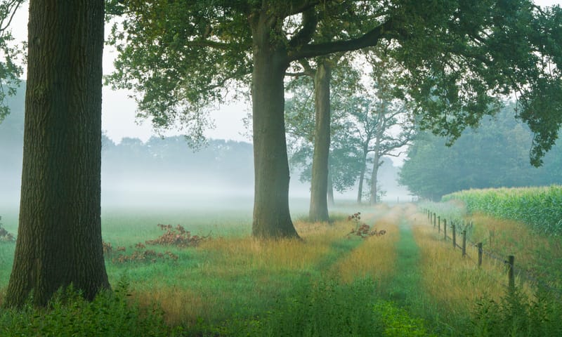 Coulissenlandschap in de Achterhoek