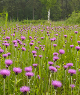 Empese en Tondense Heide