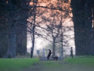 Hazen op landgoed Voorstonden