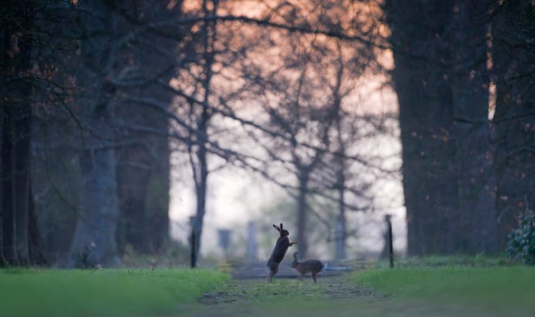 Hazen op landgoed Voorstonden