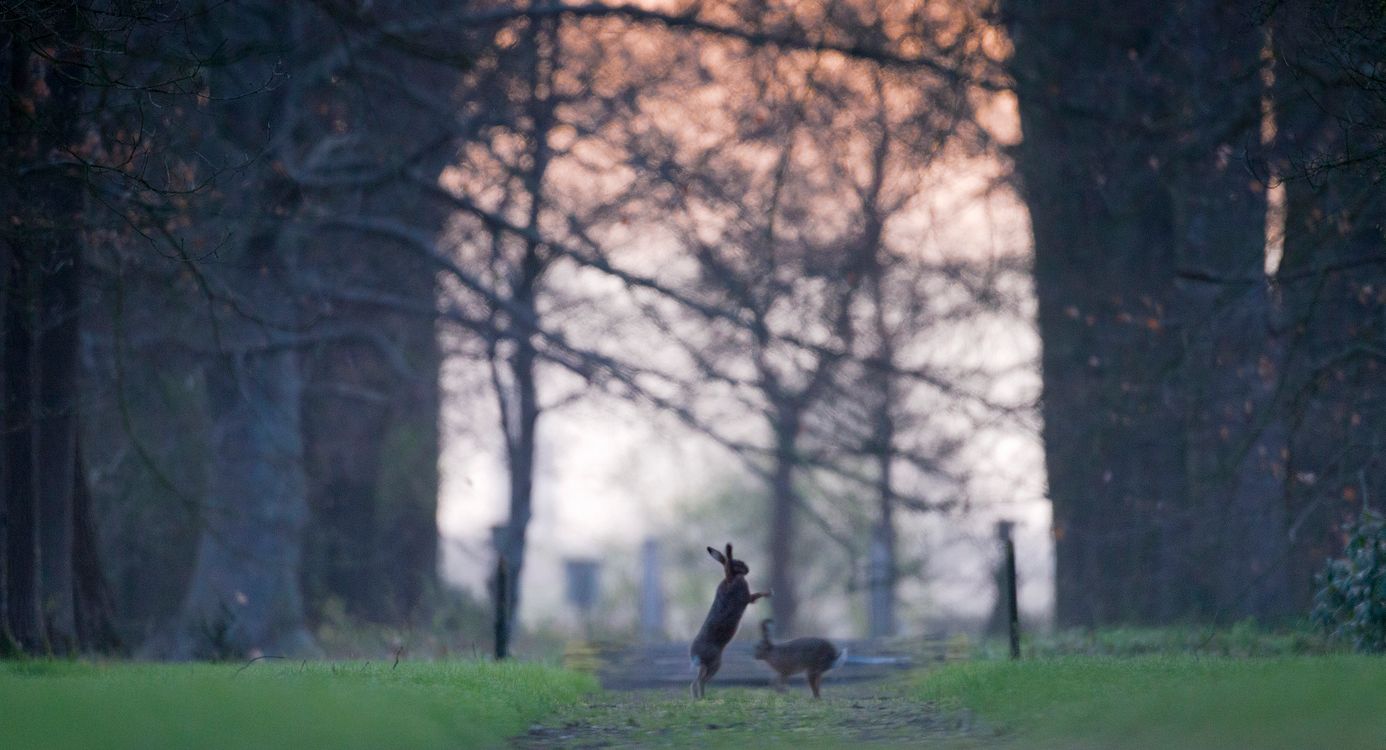 Hazen op landgoed Voorstonden